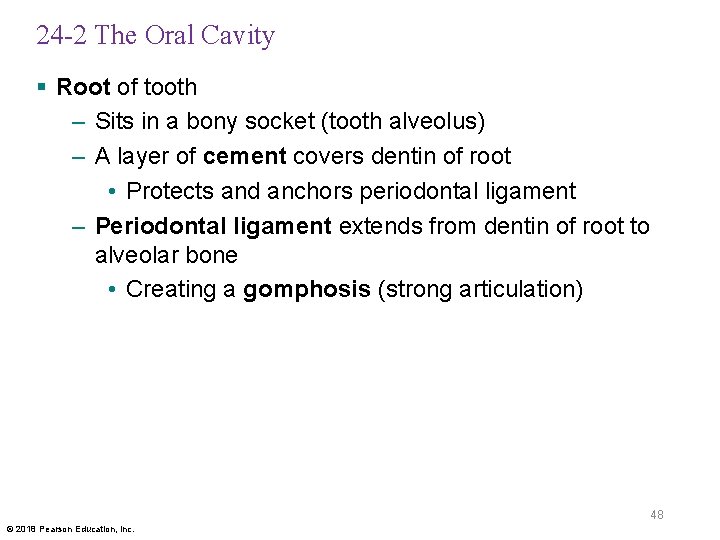 24 -2 The Oral Cavity § Root of tooth – Sits in a bony