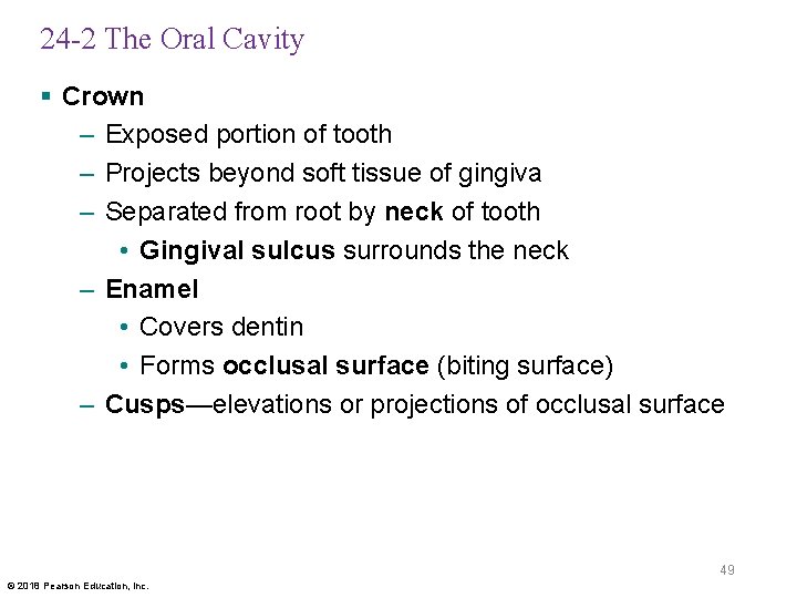 24 -2 The Oral Cavity § Crown – Exposed portion of tooth – Projects