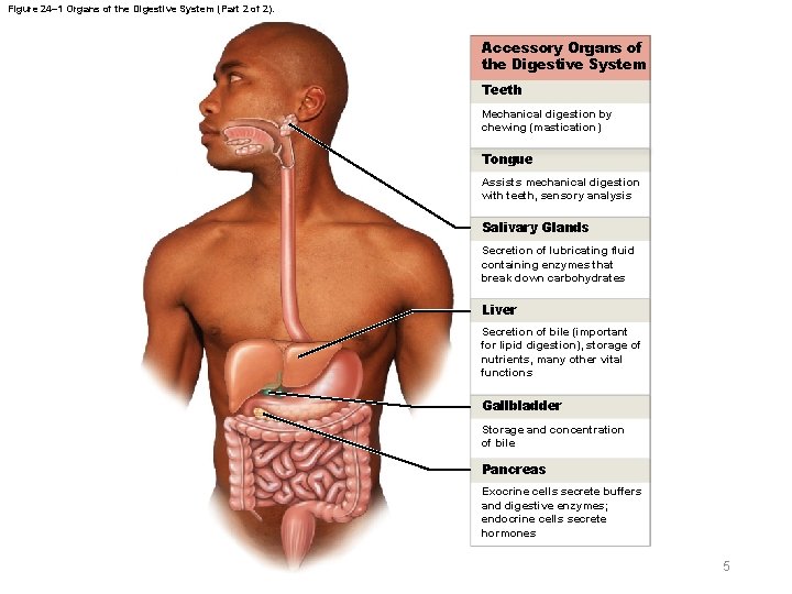 Figure 24– 1 Organs of the Digestive System (Part 2 of 2). Accessory Organs