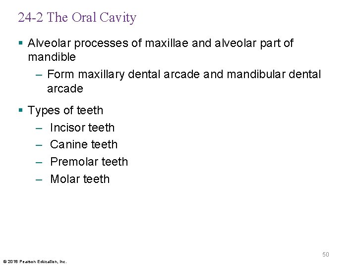 24 -2 The Oral Cavity § Alveolar processes of maxillae and alveolar part of