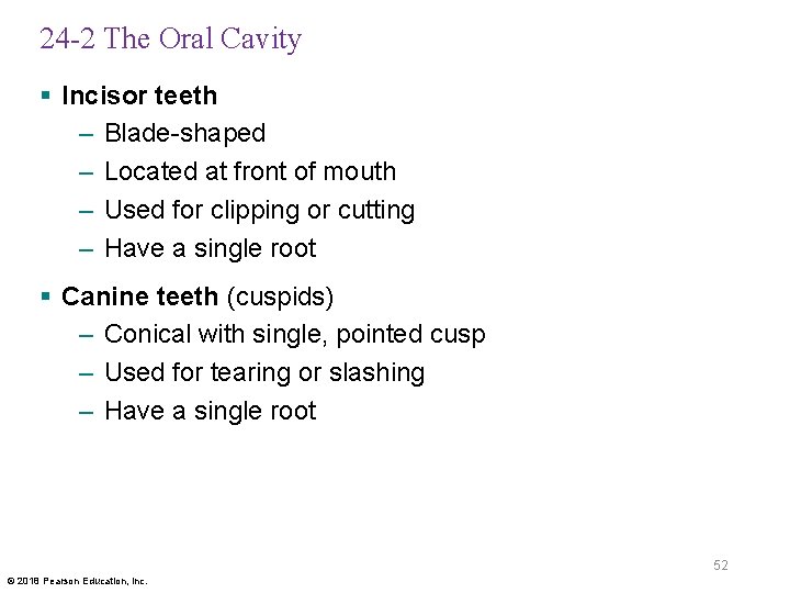 24 -2 The Oral Cavity § Incisor teeth – Blade-shaped – Located at front