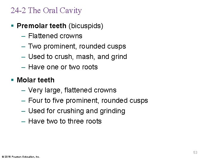 24 -2 The Oral Cavity § Premolar teeth (bicuspids) – Flattened crowns – Two