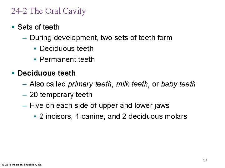 24 -2 The Oral Cavity § Sets of teeth – During development, two sets