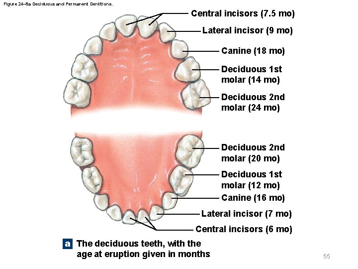 Figure 24– 8 a Deciduous and Permanent Dentitions. Central incisors (7. 5 mo) Lateral