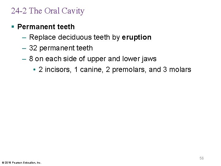 24 -2 The Oral Cavity § Permanent teeth – Replace deciduous teeth by eruption