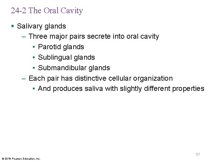 24 -2 The Oral Cavity § Salivary glands – Three major pairs secrete into