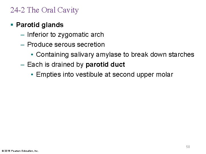 24 -2 The Oral Cavity § Parotid glands – Inferior to zygomatic arch –