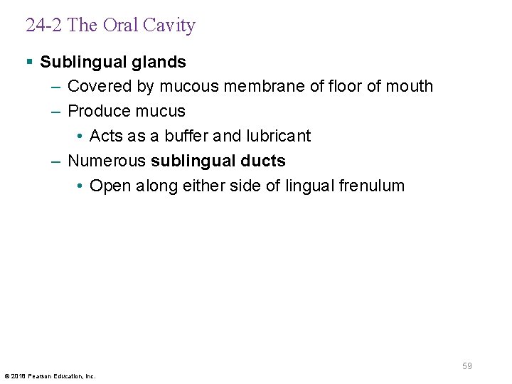 24 -2 The Oral Cavity § Sublingual glands – Covered by mucous membrane of