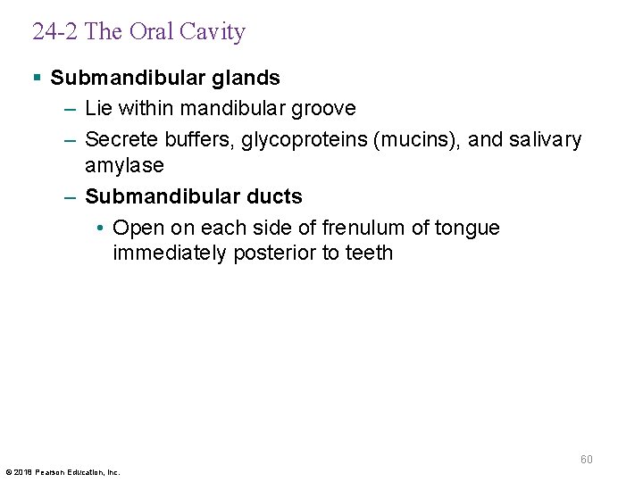 24 -2 The Oral Cavity § Submandibular glands – Lie within mandibular groove –