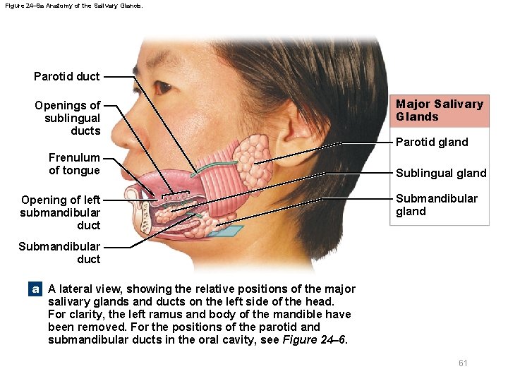 Figure 24– 9 a Anatomy of the Salivary Glands. Parotid duct Openings of sublingual