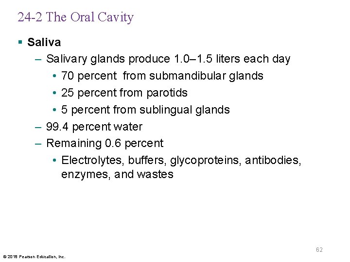 24 -2 The Oral Cavity § Saliva – Salivary glands produce 1. 0– 1.