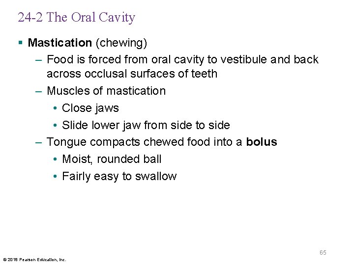 24 -2 The Oral Cavity § Mastication (chewing) – Food is forced from oral