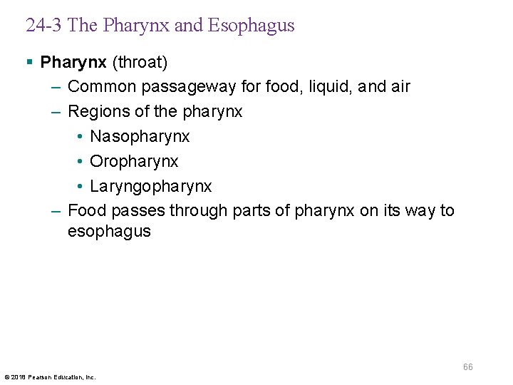 24 -3 The Pharynx and Esophagus § Pharynx (throat) – Common passageway for food,