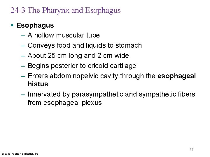 24 -3 The Pharynx and Esophagus § Esophagus – A hollow muscular tube –