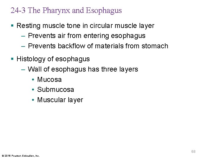 24 -3 The Pharynx and Esophagus § Resting muscle tone in circular muscle layer