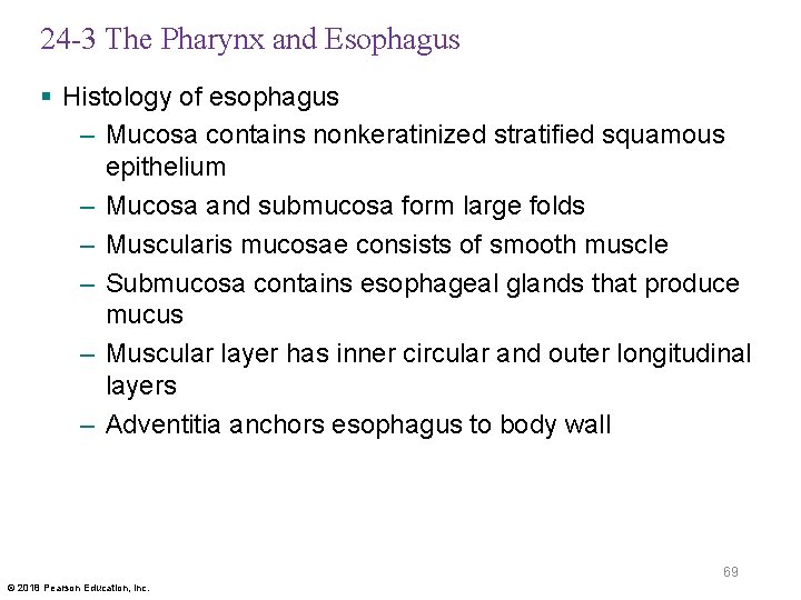 24 -3 The Pharynx and Esophagus § Histology of esophagus – Mucosa contains nonkeratinized