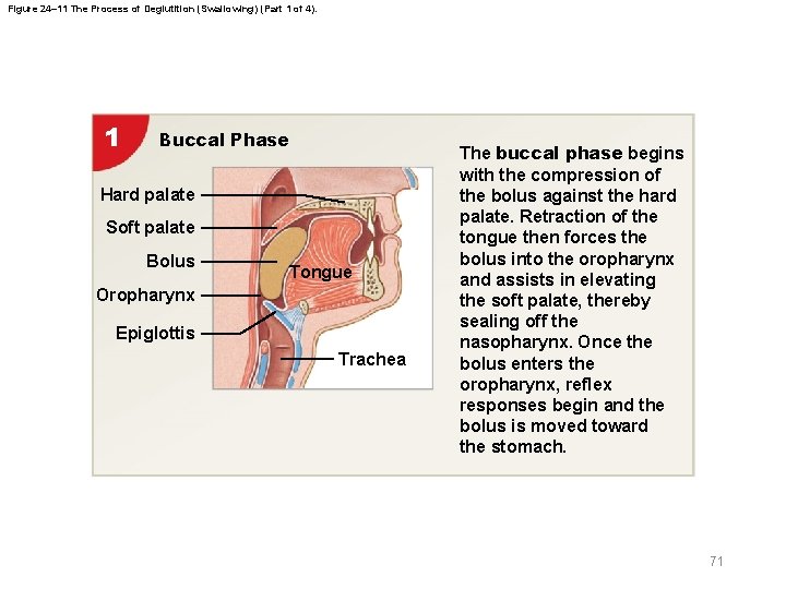 Figure 24– 11 The Process of Deglutition (Swallowing) (Part 1 of 4). 1 Buccal