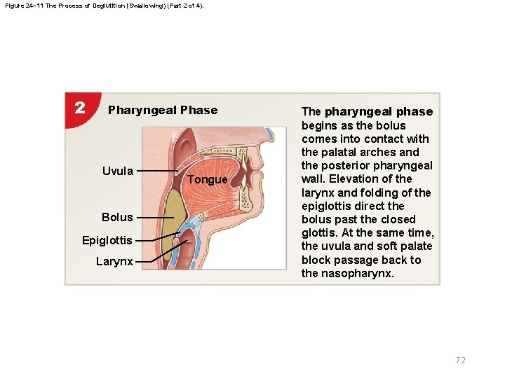 Figure 24– 11 The Process of Deglutition (Swallowing) (Part 2 of 4). 2 Pharyngeal