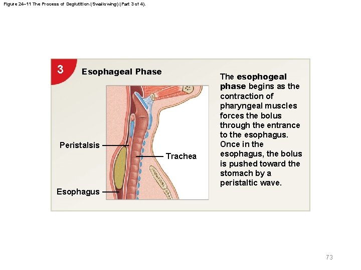 Figure 24– 11 The Process of Deglutition (Swallowing) (Part 3 of 4). 3 Esophageal