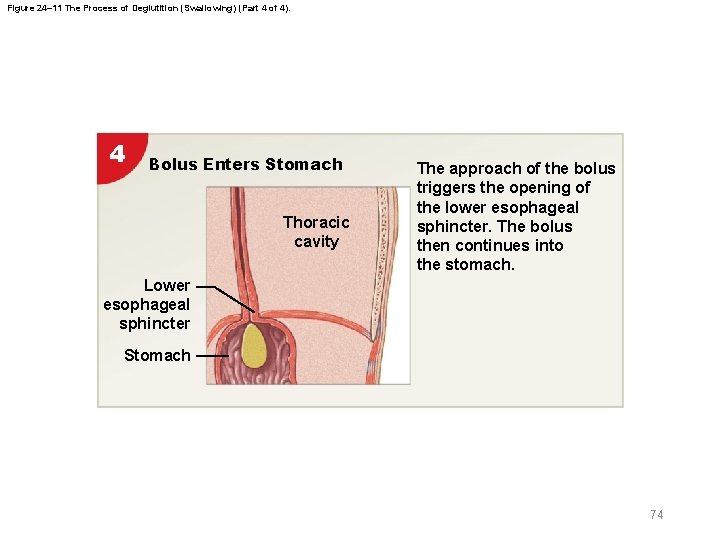 Figure 24– 11 The Process of Deglutition (Swallowing) (Part 4 of 4). 4 Bolus