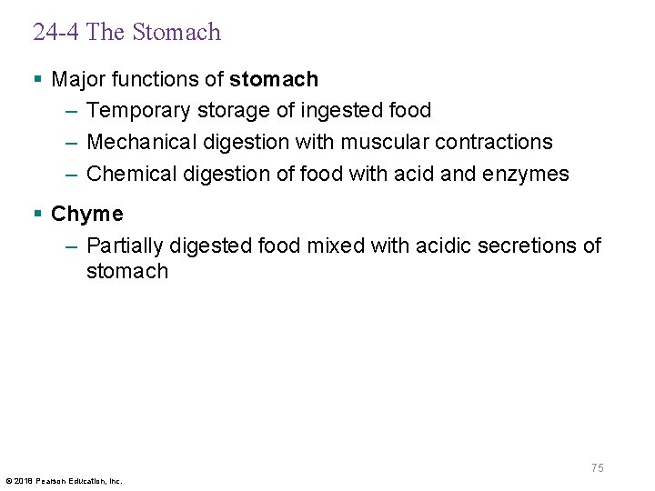 24 -4 The Stomach § Major functions of stomach – Temporary storage of ingested