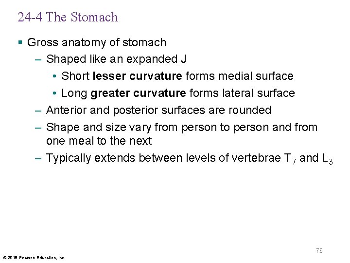 24 -4 The Stomach § Gross anatomy of stomach – Shaped like an expanded