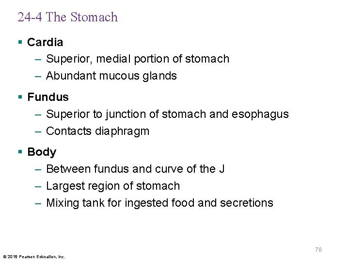 24 -4 The Stomach § Cardia – Superior, medial portion of stomach – Abundant