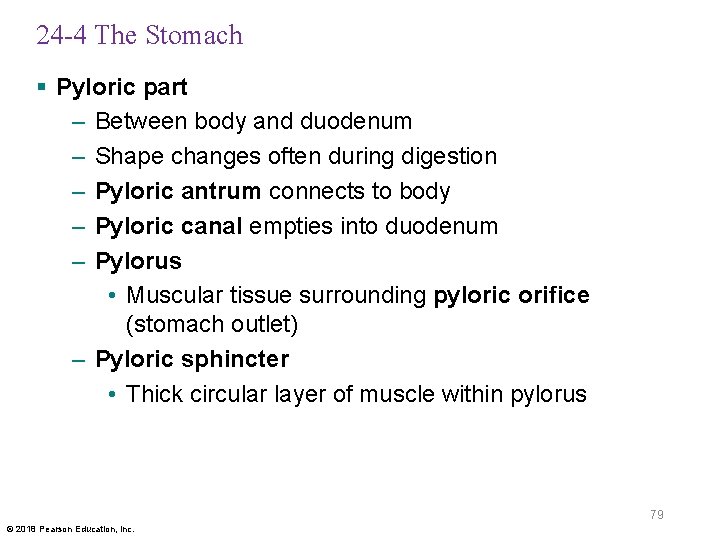 24 -4 The Stomach § Pyloric part – Between body and duodenum – Shape