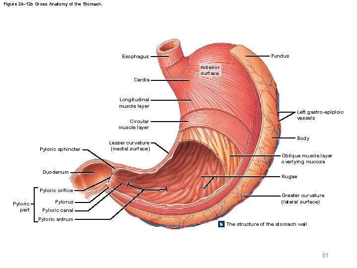 Figure 24– 12 b Gross Anatomy of the Stomach. Fundus Esophagus Anterior surface Cardia