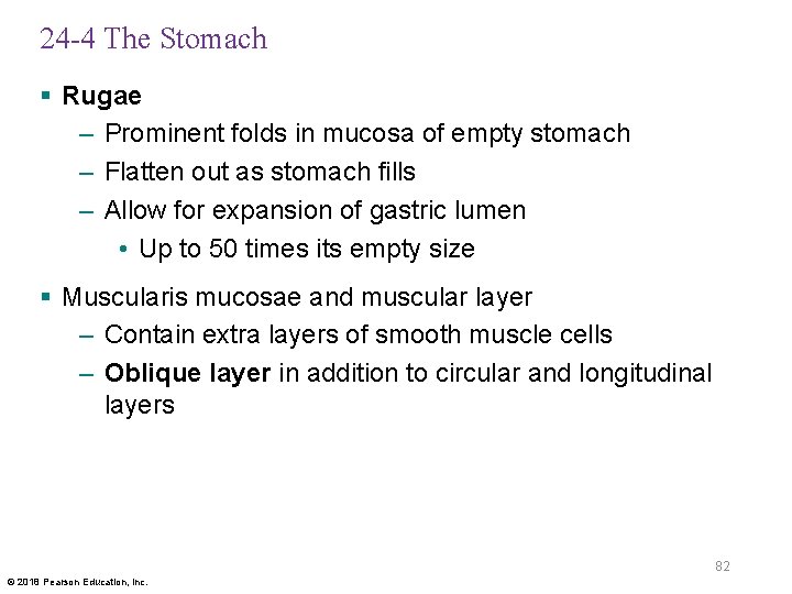 24 -4 The Stomach § Rugae – Prominent folds in mucosa of empty stomach