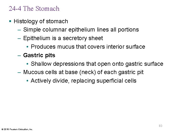 24 -4 The Stomach § Histology of stomach – Simple columnar epithelium lines all