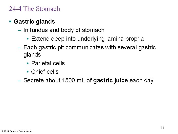 24 -4 The Stomach § Gastric glands – In fundus and body of stomach