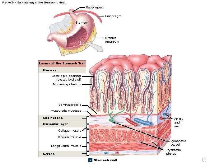 Figure 24– 13 a Histology of the Stomach Lining. Esophagus Diaphragm Stomach Greater omentum