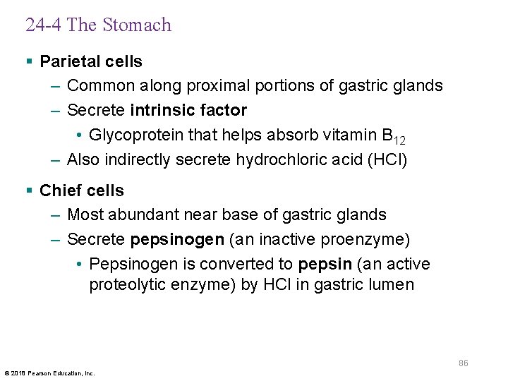 24 -4 The Stomach § Parietal cells – Common along proximal portions of gastric