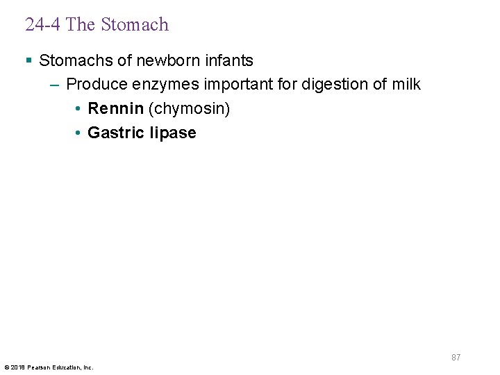 24 -4 The Stomach § Stomachs of newborn infants – Produce enzymes important for