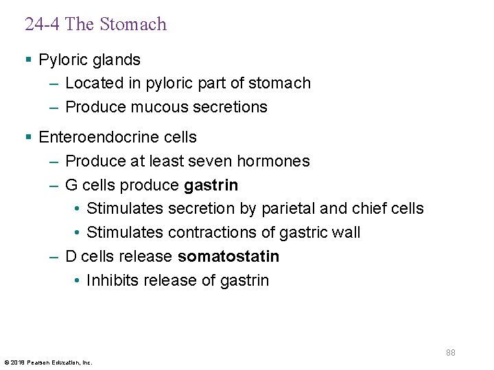 24 -4 The Stomach § Pyloric glands – Located in pyloric part of stomach