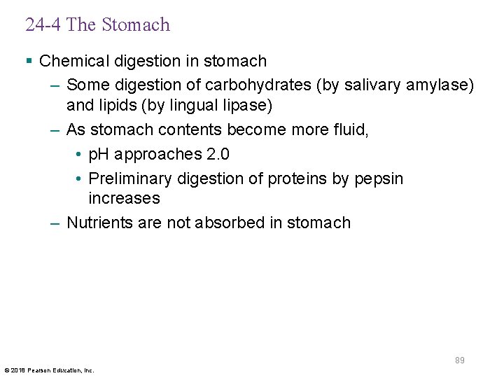 24 -4 The Stomach § Chemical digestion in stomach – Some digestion of carbohydrates