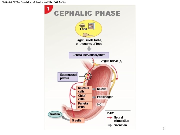 Figure 24– 15 The Regulation of Gastric Activity (Part 1 of 4). 1 CEPHALIC