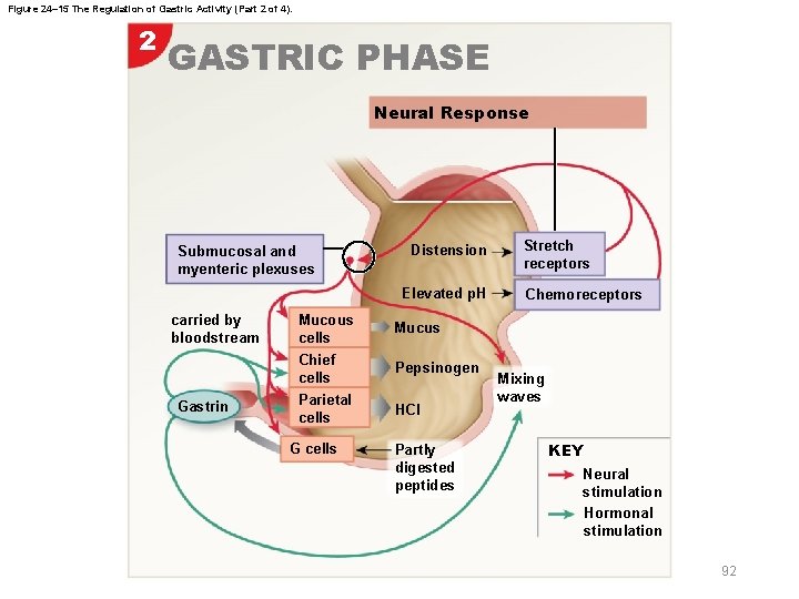 Figure 24– 15 The Regulation of Gastric Activity (Part 2 of 4). 2 GASTRIC