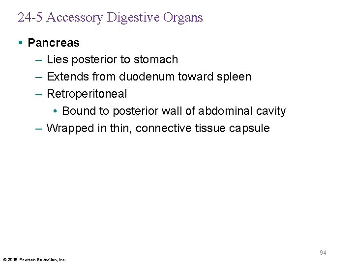 24 -5 Accessory Digestive Organs § Pancreas – Lies posterior to stomach – Extends