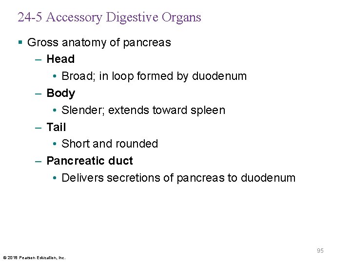 24 -5 Accessory Digestive Organs § Gross anatomy of pancreas – Head • Broad;