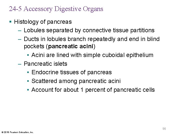 24 -5 Accessory Digestive Organs § Histology of pancreas – Lobules separated by connective