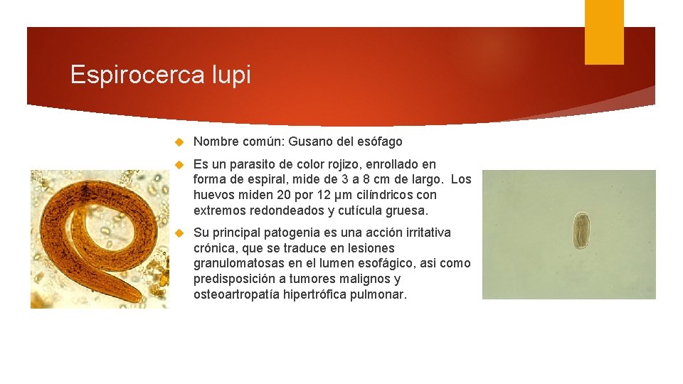 Espirocerca lupi Nombre común: Gusano del esófago Es un parasito de color rojizo, enrollado