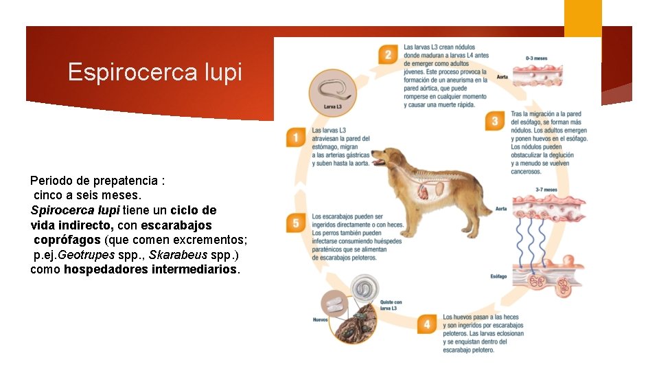 Espirocerca lupi Periodo de prepatencia : cinco a seis meses. Spirocerca lupi tiene un