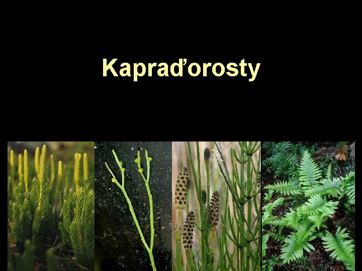 Kapraďorosty 