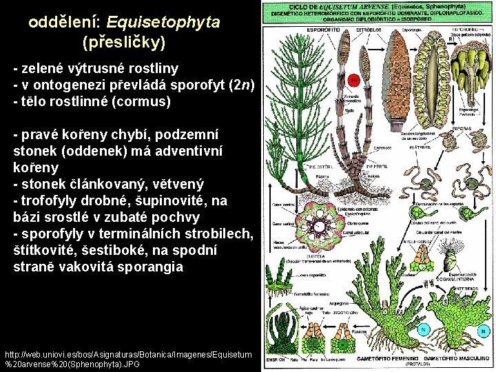 oddělení: Equisetophyta (přesličky) - zelené výtrusné rostliny - v ontogenezi převládá sporofyt (2 n)