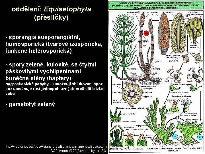 oddělení: Equisetophyta (přesličky) - sporangia eusporangiátní, homosporická (tvarově izosporická, funkčně heterosporická) - spory zelené,