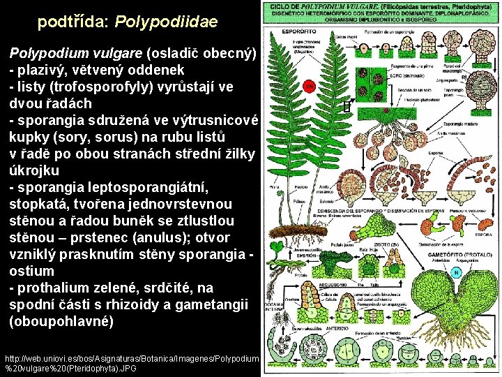 podtřída: Polypodiidae Polypodium vulgare (osladič obecný) - plazivý, větvený oddenek - listy (trofosporofyly) vyrůstají podtřída: Polypodiidae Polypodium vulgare (osladič obecný) - plazivý, větvený oddenek - listy (trofosporofyly) vyrůstají