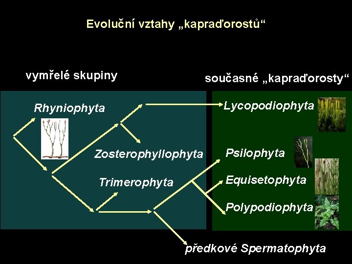 Evoluční vztahy „kapraďorostů“ vymřelé skupiny současné „kapraďorosty“ Lycopodiophyta Rhyniophyta Zosterophyllophyta Trimerophyta Psilophyta Equisetophyta Polypodiophyta