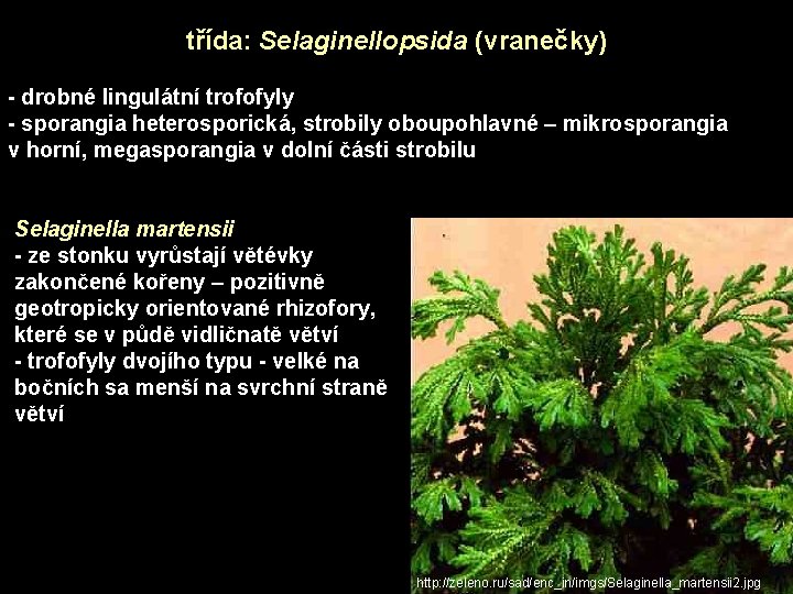 třída: Selaginellopsida (vranečky) - drobné lingulátní trofofyly - sporangia heterosporická, strobily oboupohlavné – mikrosporangia